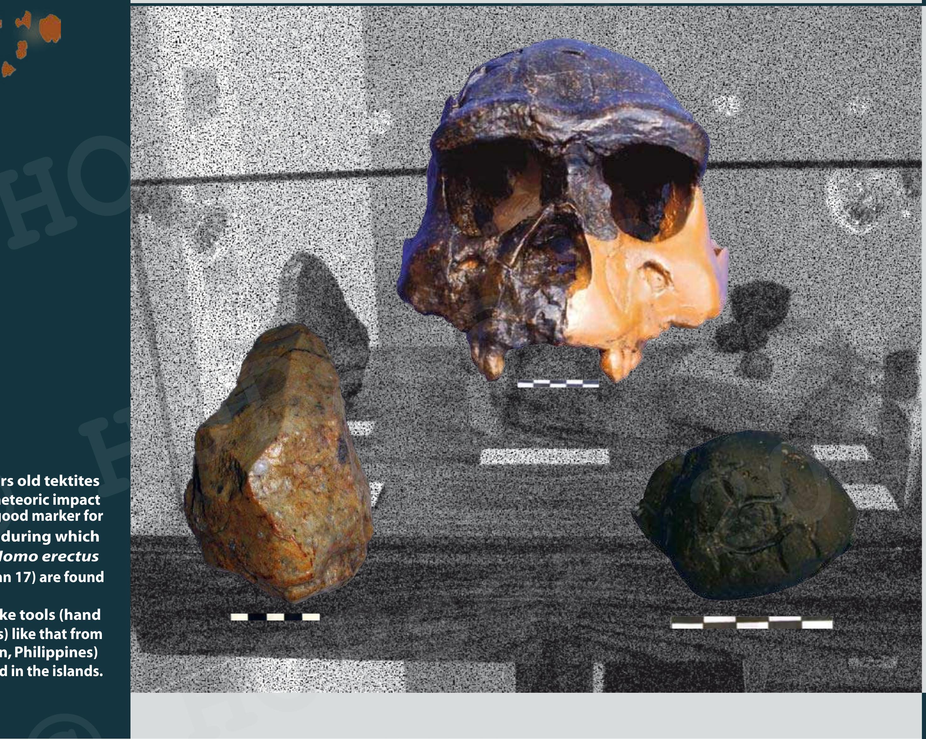 Rare-Stegodon-Fossil-Skull-Unearthed-in-Northern-Philippines-Sheds-Light-on-Ancient-Elephant-Relatives